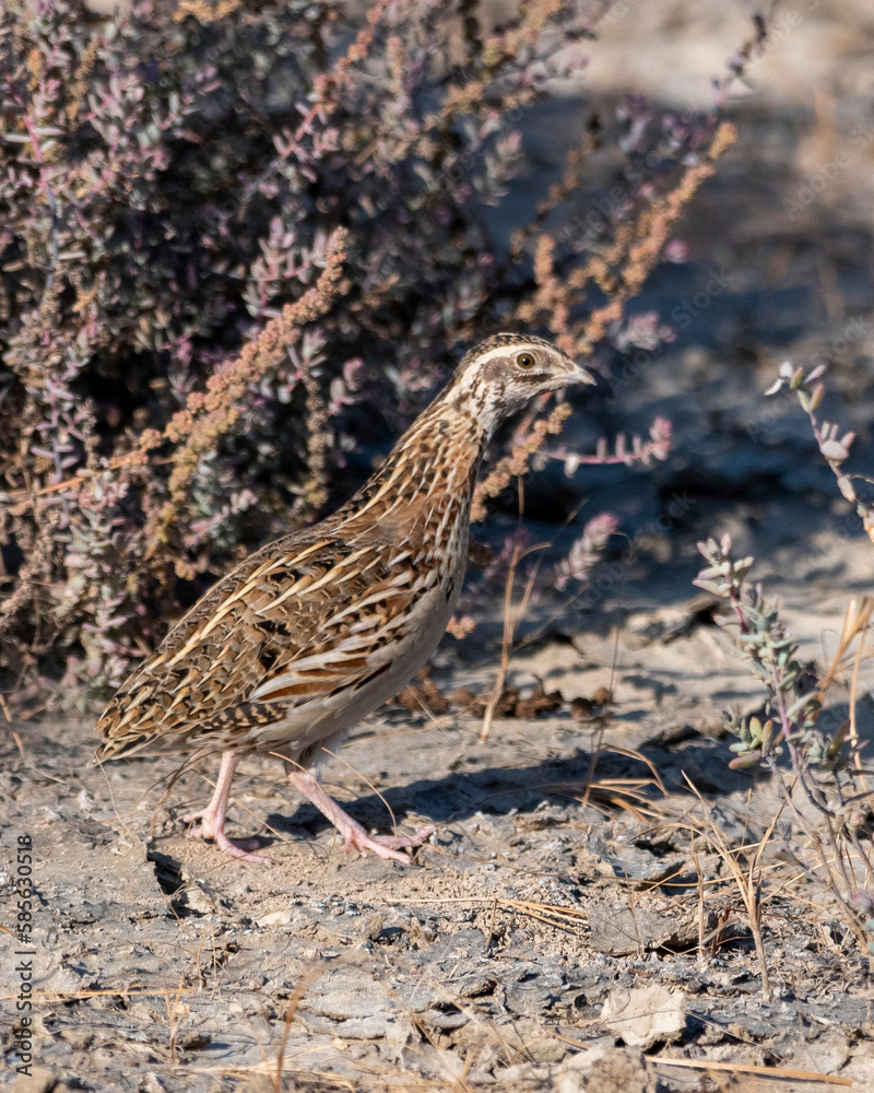 Common quail or Coturnix coturnix or European quail observed in Rann of Kutch Common quail or Coturnix coturnix or European quail observed in Rann of Kutch