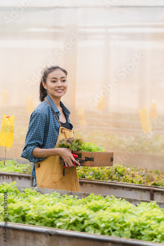 Farmer woman holding wooden box or basket with full of fresh raw vegetables in local farm or green house, Young attractive Asian woman or Pretty gardener harvesting a crop of food plant for business