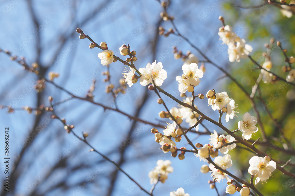 青空と咲き始めた梅の花