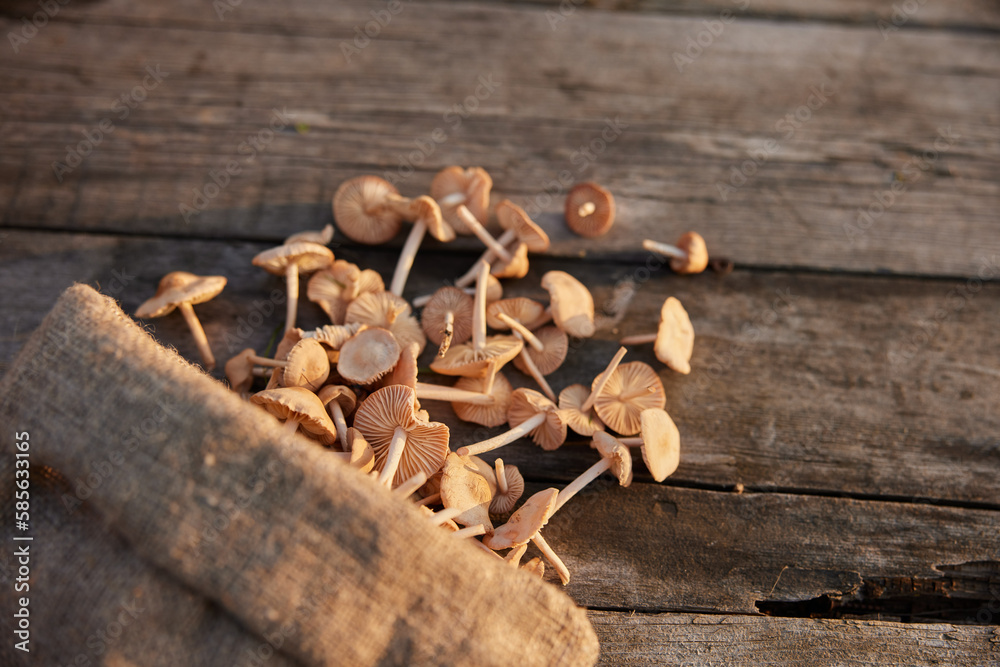 horizontal photo of mushrooms scattered on the table horizontal photo of mushrooms scattered on the table