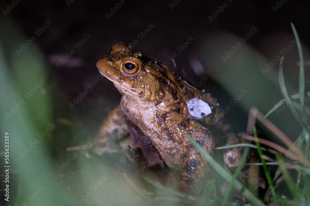Fototapeta premium Common toad (Bufo bufo) in vegetation