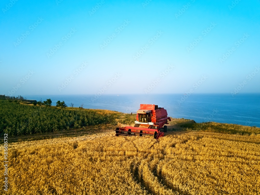 Obraz premium Aerial of red combine harvester working in wheat field near cliff with sea view on sunset. Harvesting machine cutting crop in farmland near ocean. Agriculture, harvesting season. Landscape scenic.