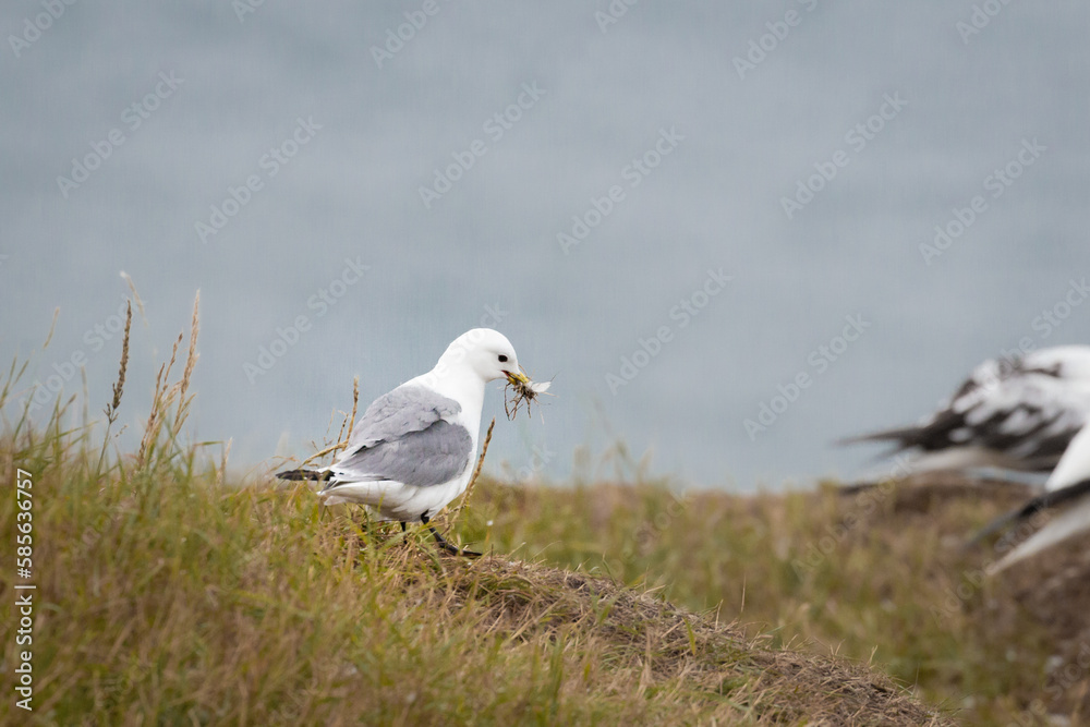 Kittiwake (Rissa tridactyla) collects grass for a nest