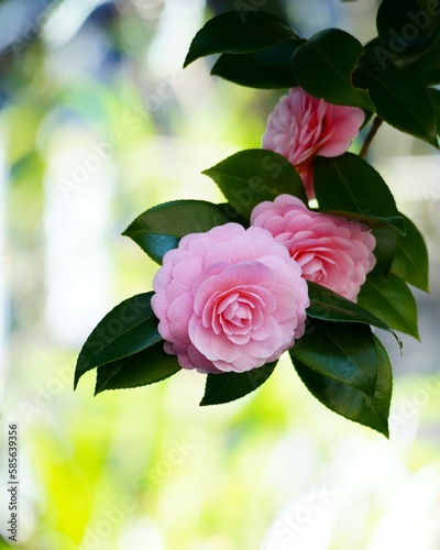 美しい春の花乙女椿