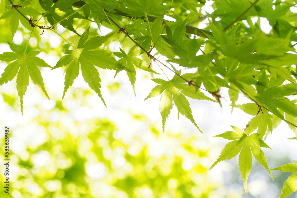 爽やかな緑色のもみじ 爽やかな緑色のもみじ