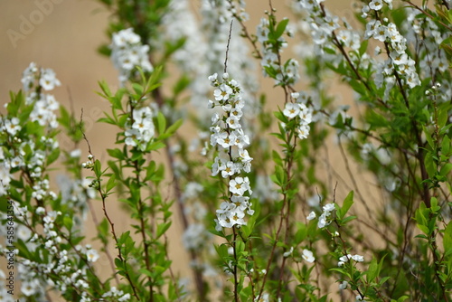 Thunbergii eadowsweet ( Spiraea thunbergii ) flowers. Rosaceae deciduous shrub. From March to May, small white flowers with 5 petals are put on the whole branch.