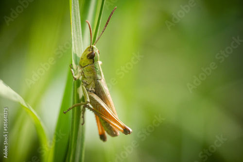 Common green grasshopeer (Omocestus viridulus) in the grass