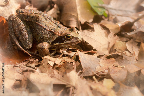 Common frog (Rana temporaria) in leaf litter
