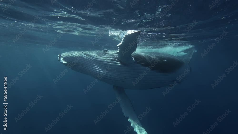 calf humpback whale swims very close underwater 4k