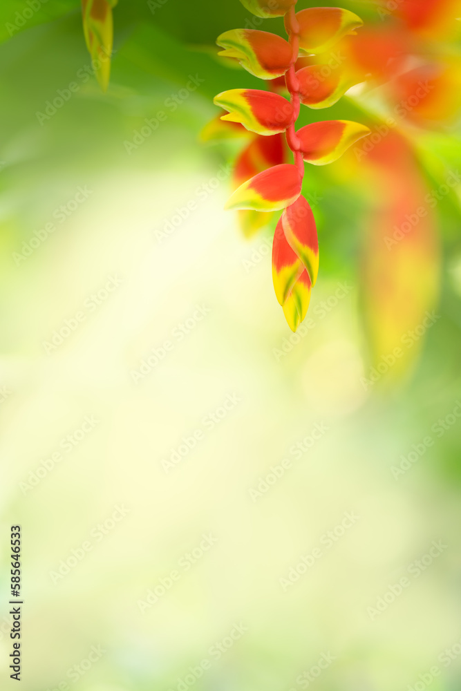 Nature of flower in garden using as background natural flora cover page or banner template brochure landing page design Nature of flower in garden using as background natural flora cover page or banner template brochure landing page design