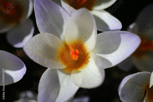 Naklejka crocus krokus szafran