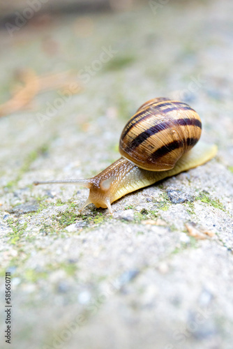 A snail crawls on a gray stone close-up.