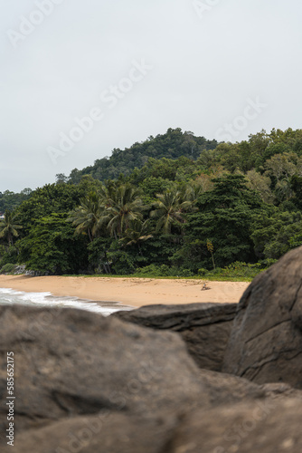 landscape of a typical far north Queensland beach. many palms in the background