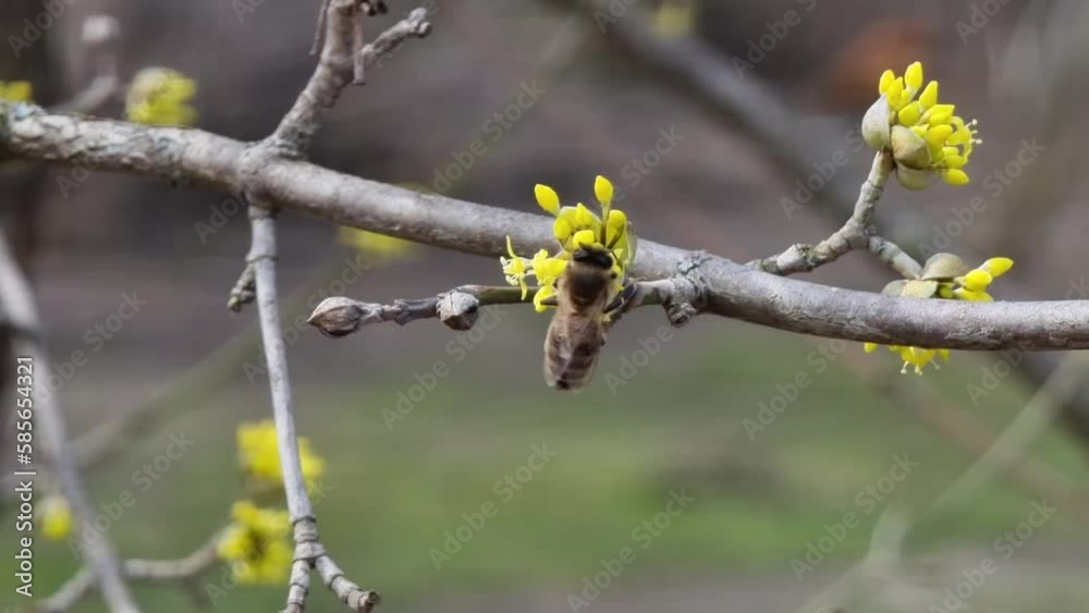 Pollination of spring flowers of fruit trees. A bee close-up collects nectar. Flowering Cornus officinalis. Pollination of spring flowers of fruit trees. A bee close-up collects nectar. Flowering Cornus officinalis.