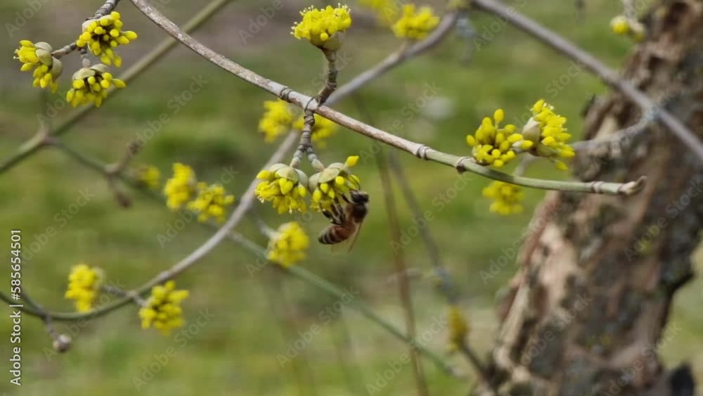 A close-up bee pollinates small yellow flowers of Cornus officinalis on a branch. Spring garden. A close-up bee pollinates small yellow flowers of Cornus officinalis on a branch. Spring garden.