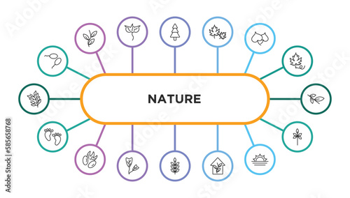 nature outline icons with infographic template. thin line icons such as fertilize clinic, spruce, dry leaf, cercis leaf, willow leaf, four toe footprint, pecan obcordate, american mountain ash,