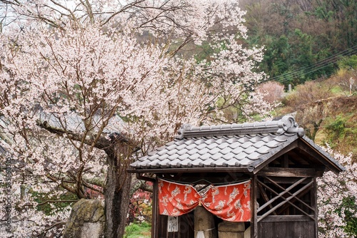 Fototapeta Naklejka Na Ścianę i Meble -  桜の花が咲き誇る春の風景