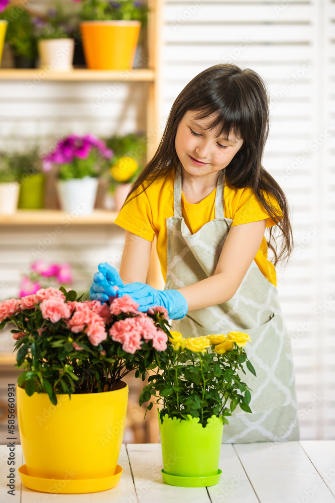 The Child looks after the houseplants. In front of her on the table was a large bush of pink azalea in a yellow pot. Girl dressed in gardener's apron.
