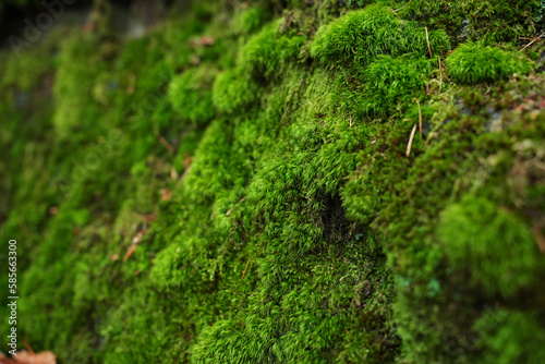 Macro shot of natural moss. Beautiful bright green mossy texture on the forest ground.
