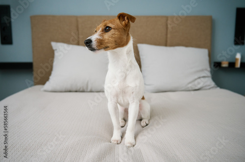 Cute dog sitting on the bed in living room, close up. Adorable pet. Jack Russell Terrier portrait. © Lazy_Bear