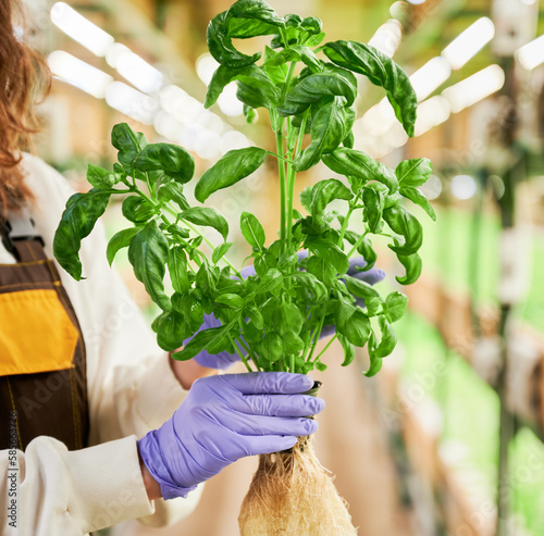Female hands in gloves holding green leafy plant basil.
