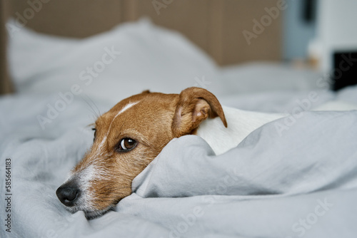 Lonely cute dog resting in bedroom. Bored lonely pet sleeping in the bed, close up © Lazy_Bear