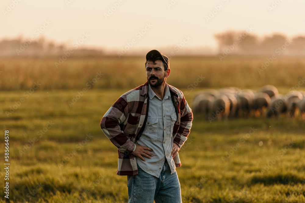 Portrait shot of a farmer watching over cattle on a farm. Man in the countryside with domestic animals during the sunset. Portrait shot of a farmer watching over cattle on a farm. Man in the countryside with domestic animals during the sunset.