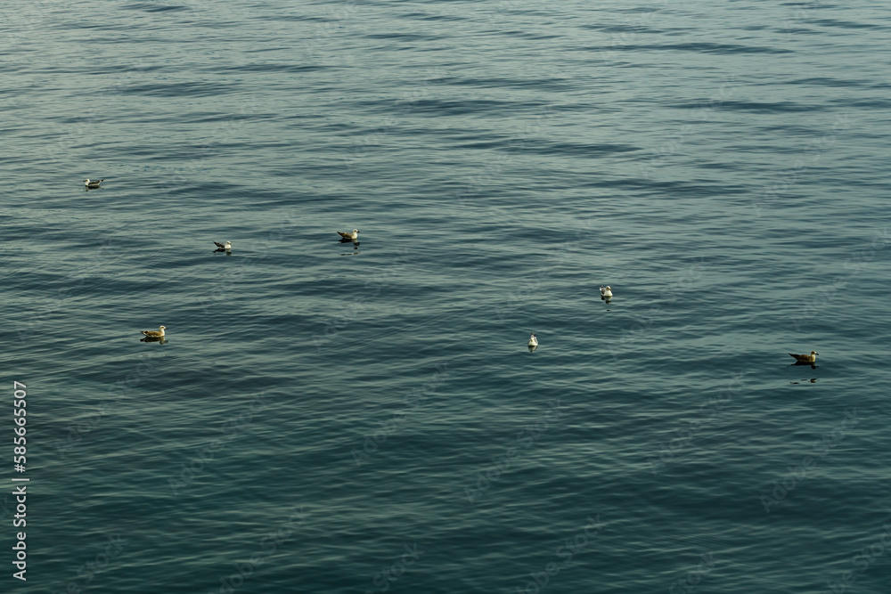 Seven seagulls floating at the surface of Adriatic sea water