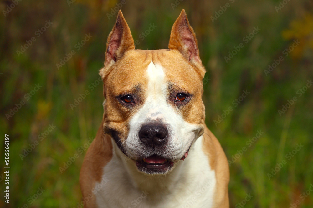 staffordshire terrier brown color close up in nature