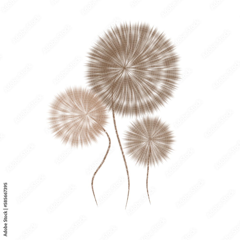 Fototapeta premium dandelion isolated on white background