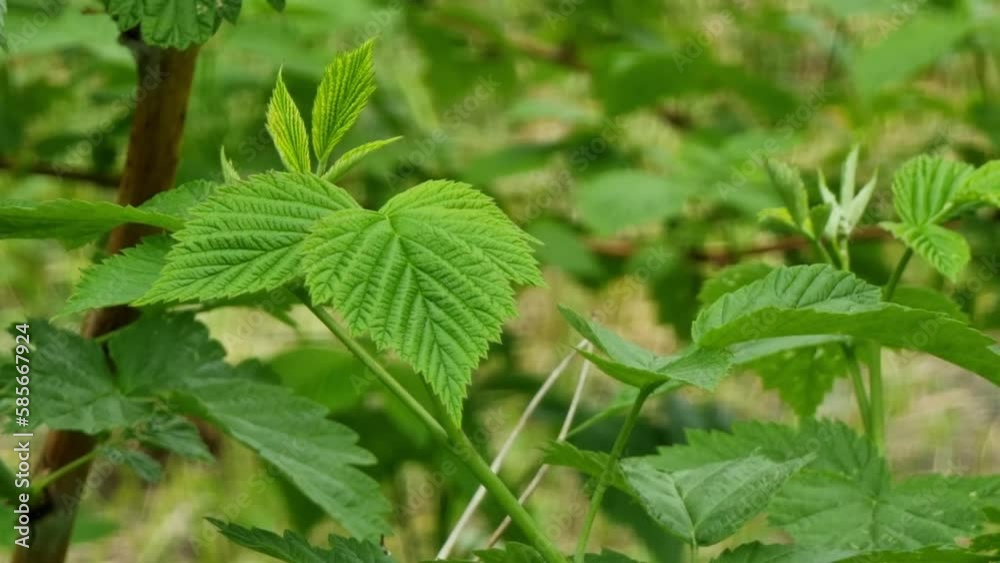 Green juicy young raspberry leaves close up. Spring growth of bushes and shoots. Green juicy young raspberry leaves close up. Spring growth of bushes and shoots.