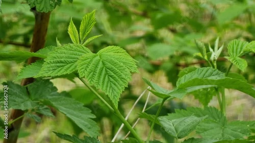 Wallpaper Mural Green juicy young raspberry leaves close up. Spring growth of bushes and shoots. Torontodigital.ca