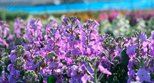 房総半島　千倉の花畑