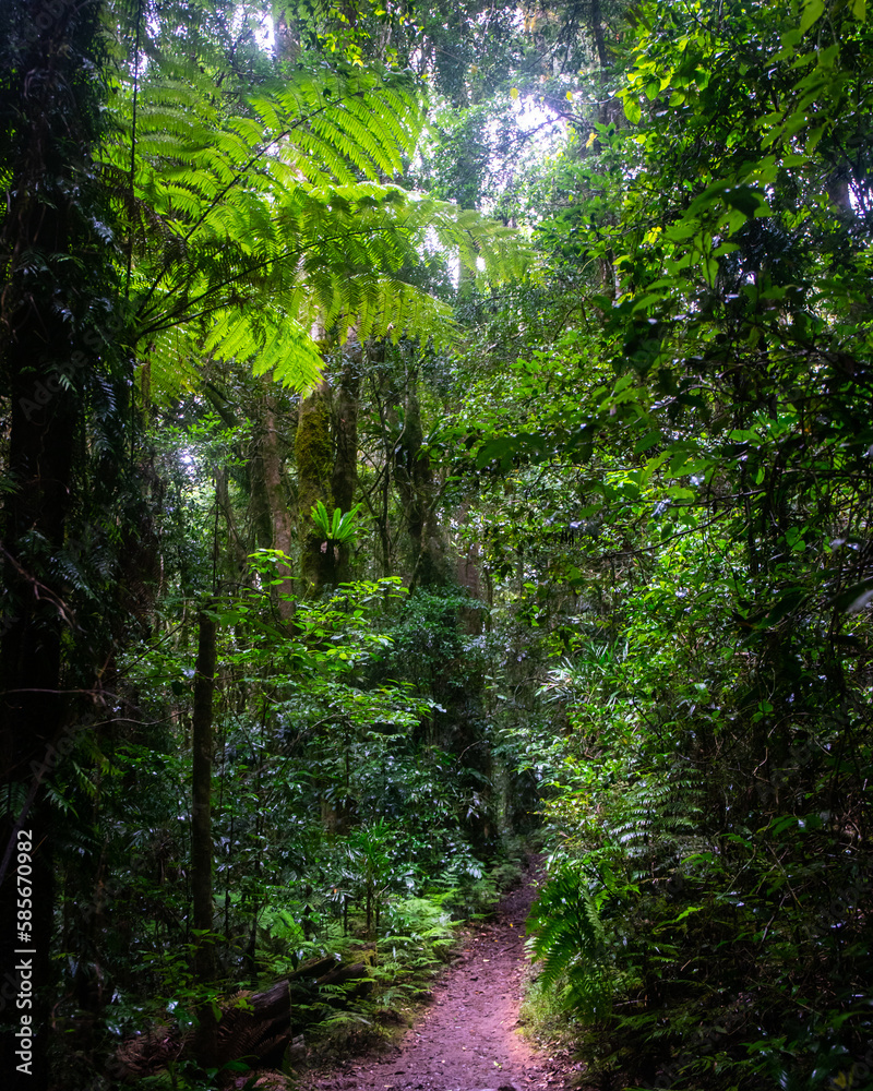 Fototapeta premium Beautiful magical ancient Gondwana rainforest - Lamington National Park, O'Reilly's, Gold Coast, Queensland, Australia