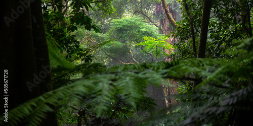 Beautiful magical ancient Gondwana rainforest - Lamington National Park, O'Reilly's, Gold Coast, Queensland, Australia © Jakub