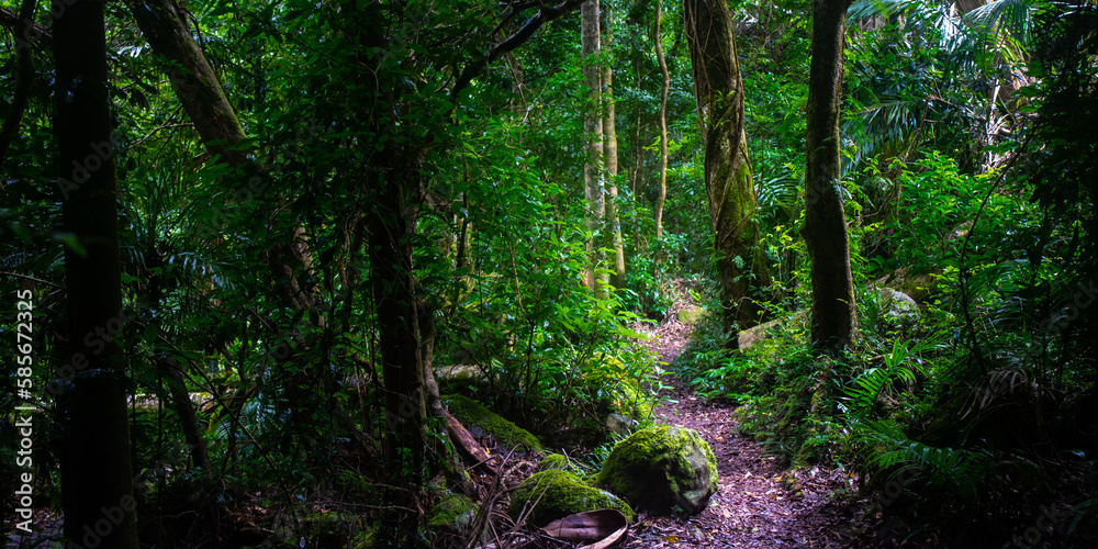 Obraz premium Beautiful magical ancient Gondwana rainforest - Lamington National Park, O'Reilly's, Gold Coast, Queensland, Australia