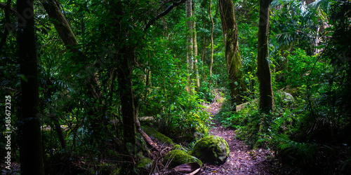 Beautiful magical ancient Gondwana rainforest - Lamington National Park, O'Reilly's, Gold Coast, Queensland, Australia