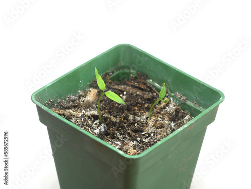 Close up of peppers cotyledons growing in nursery plastic pots, on white background.