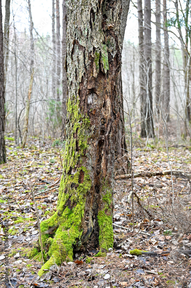 tree trunk with holes after birds feeding tree trunk with holes after birds feeding