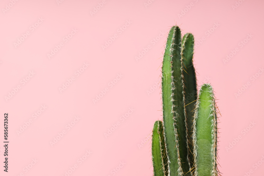 Cozy hobby growing house or indoor plants - cactus Cozy hobby growing house or indoor plants - cactus