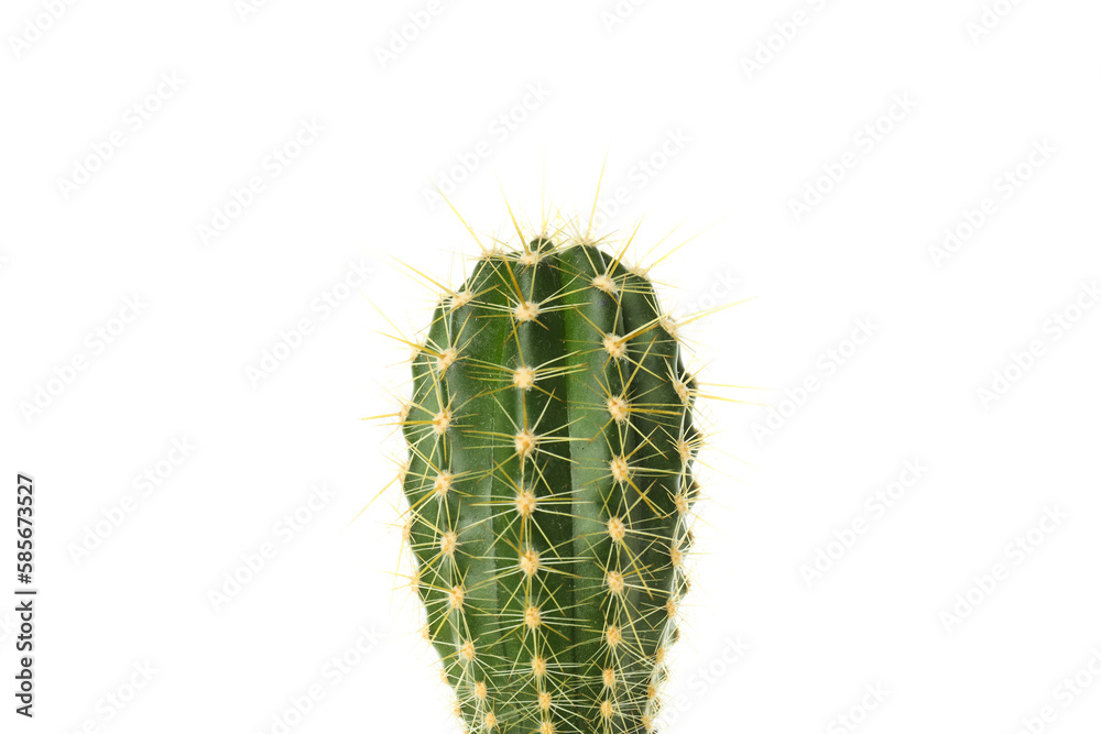 Cozy hobby - growing house plants, cactus, isolated on white background Cozy hobby - growing house plants, cactus, isolated on white background