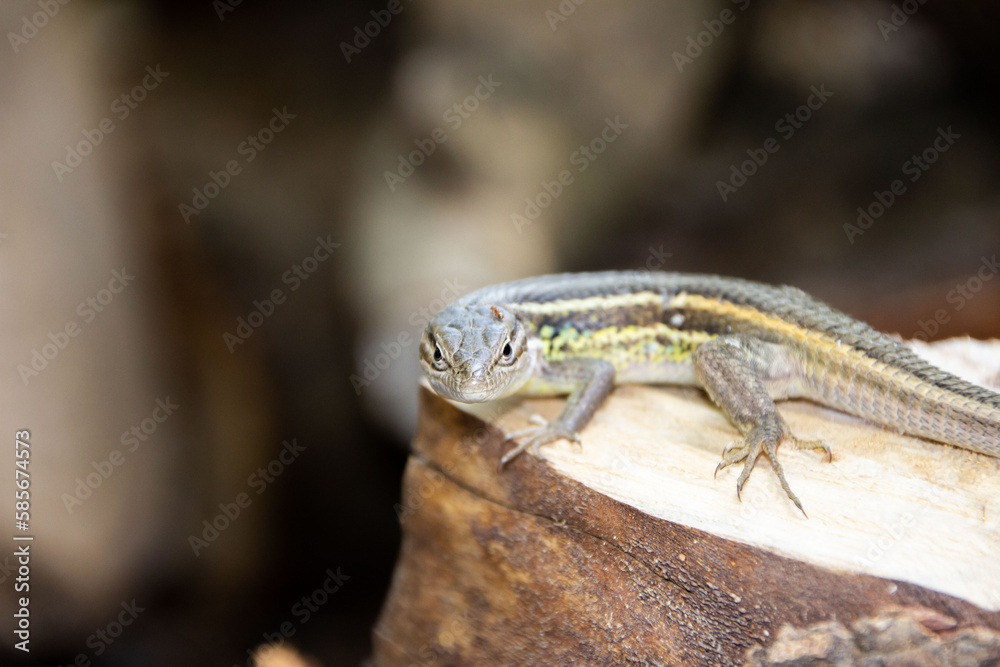 Naklejka premium Lizard on a stump looking at the camera