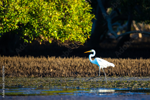Canvas Print A beautiful great egret (Ardea alba) hunts for fish and crabs on the famous nudgee beach, brisbane, queensland, australia