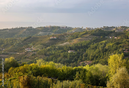 Groves of hazelnuts in the area of Albaretto della Torre in Piedmont, Italy © wjarek