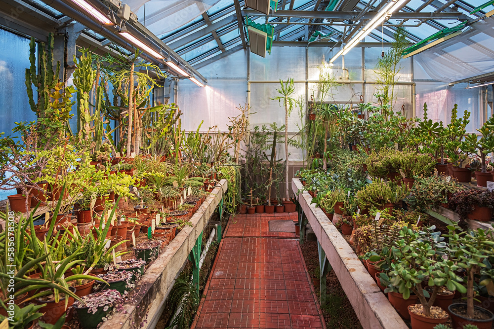 traditional wooden greenhouse for cacti and succulents