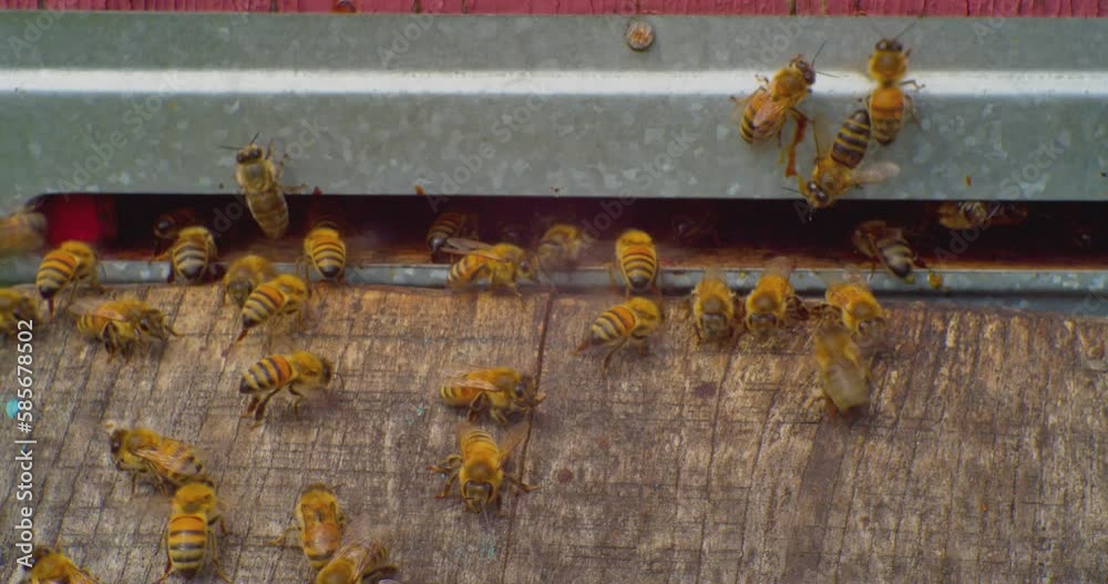 beekeeping.honey bees close-up next to the entrance to the bee hive. European honey bee. slow motion video. apiary. beekeeping.honey bees close-up next to the entrance to the bee hive. European honey bee. slow motion video. apiary.