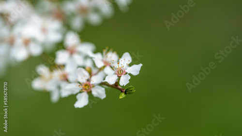 Flowering branch in spring