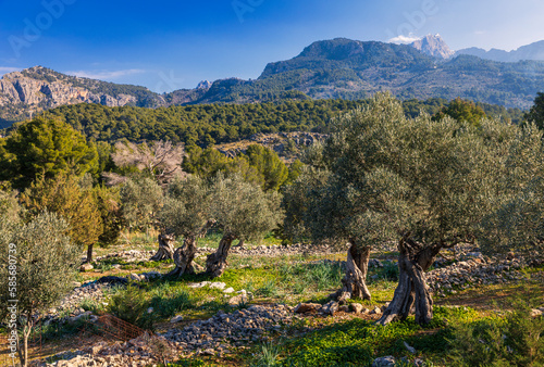 Hiking through the gnarled olive trees of the Tramuntana from Port de Soller to Deia Majorca Spain photo