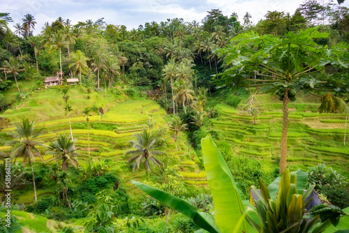 Lush rice fields plantation on Bali island, Indonesia