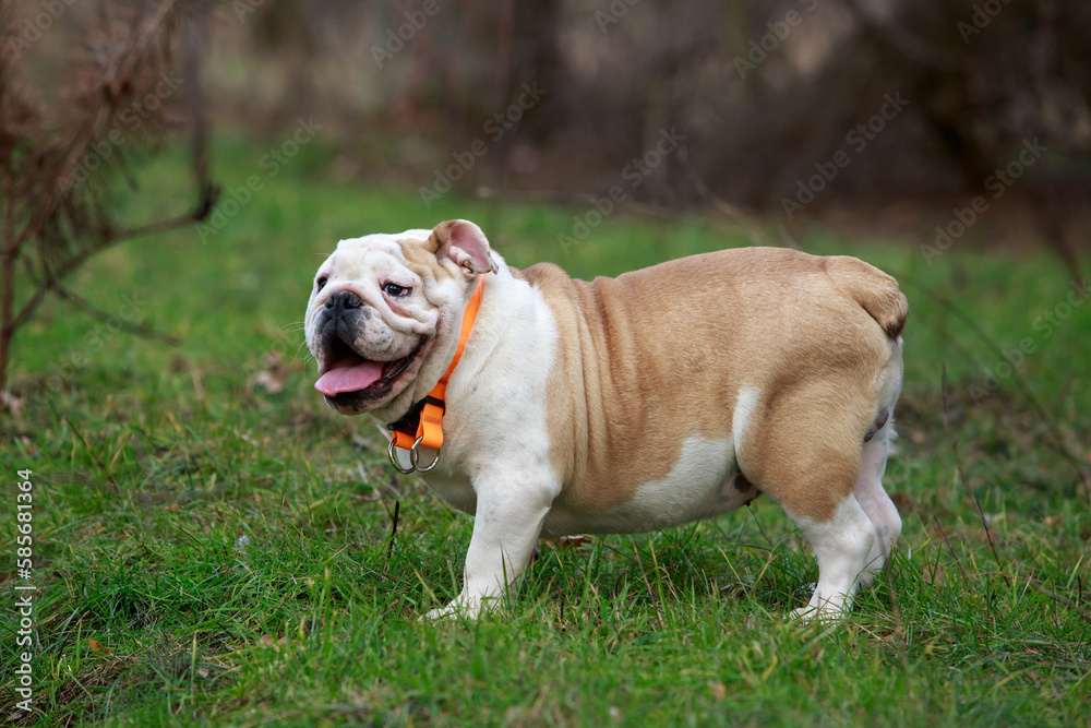 dog breed English bulldog